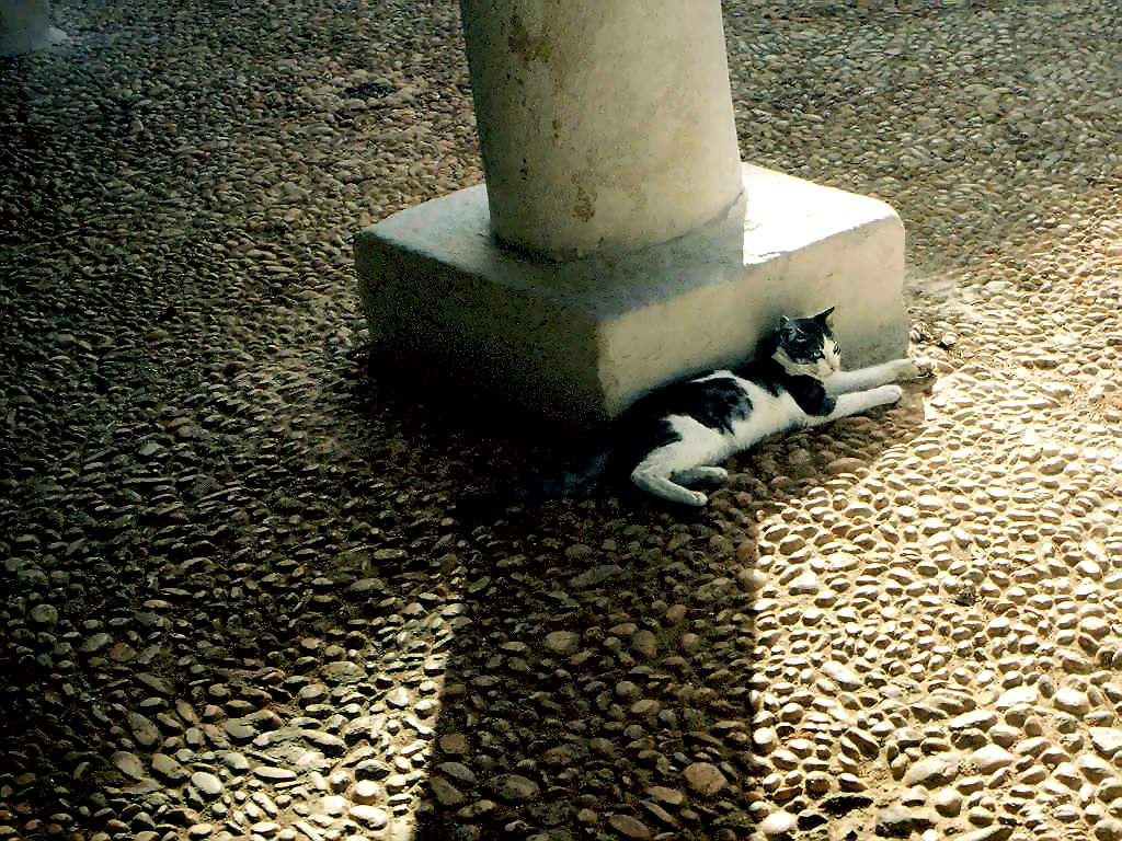 Gatti (197)